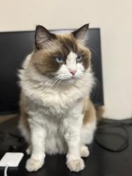 Lost Male Cat last seen temple and Canton Dr , Milpitas, CA 95035