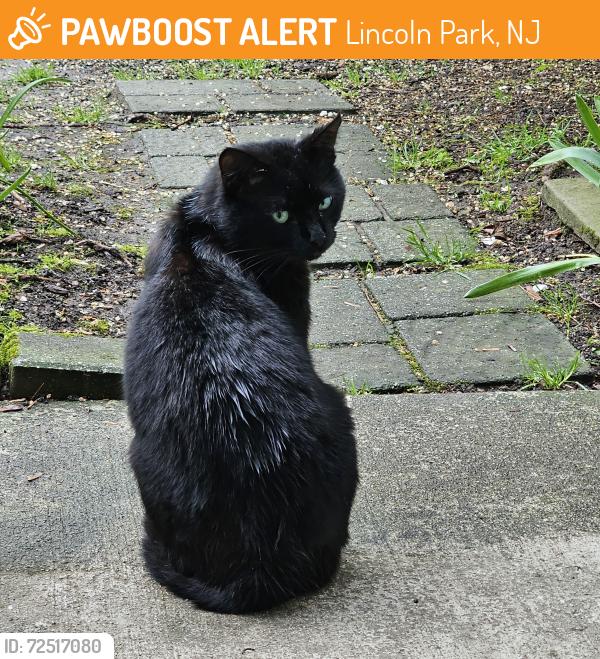 Found/Stray Male Cat last seen Comly Rd, Lincoln Park, NJ, Lincoln Park, NJ 07035