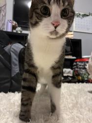 Lost Male Cat last seen James street, Paterson ave anything around this area!!, Lodi, NJ 07644