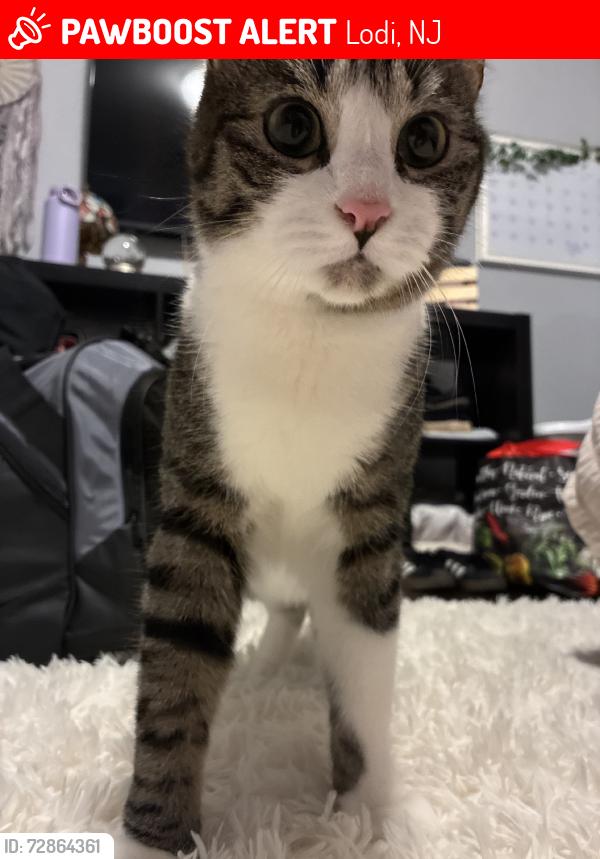 Lost Male Cat last seen James street, Paterson ave anything around this area!!, Lodi, NJ 07644