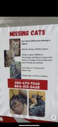 Lost Unknown Cat last seen Turnstone dr, Victoria, BC 