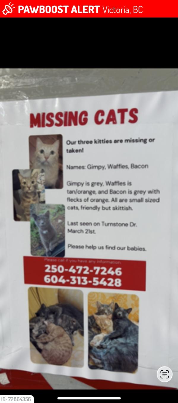 Lost Unknown Cat last seen Turnstone dr, Victoria, BC 