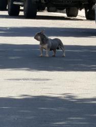 Found/Stray Male Dog last seen Mayberry lane, San Jose, CA 95131