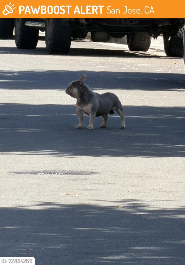 Found/Stray Male Dog last seen Mayberry lane, San Jose, CA 95131