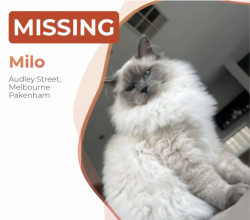 Lost Male Cat last seen Near Audley street Pakenham, Pakenham, VIC 3810