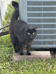 Reunited Unknown Cat last seen Across from new river air station , Jacksonville, NC 28540