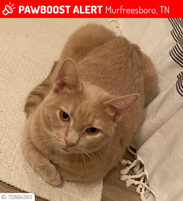 Lost Male Cat last seen Near Apies st, Murfreesboro, TN 37129