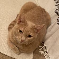 Lost Male Cat last seen Near Apies st, Murfreesboro, TN 37129