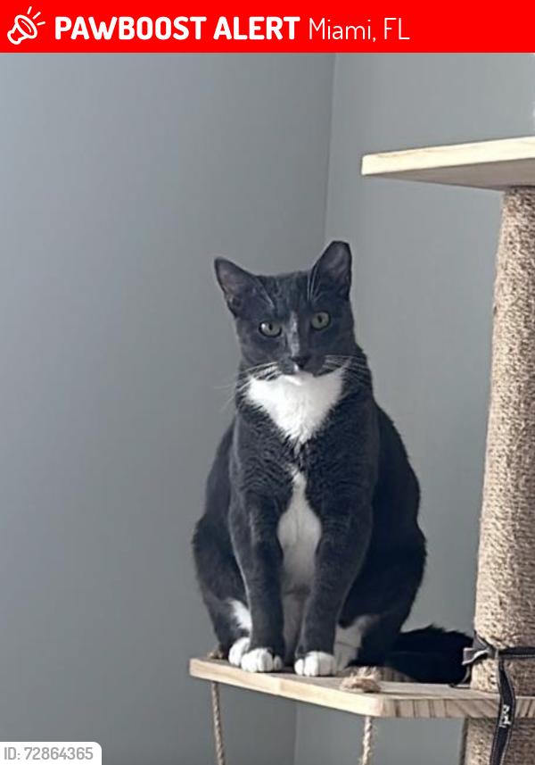 Lost Female Cat last seen Snappers , Miami, FL 33142