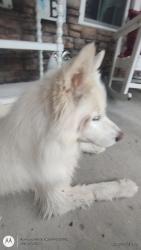 Found/Stray Unknown Dog last seen Brotherton rd. , Chickamauga, GA 30707