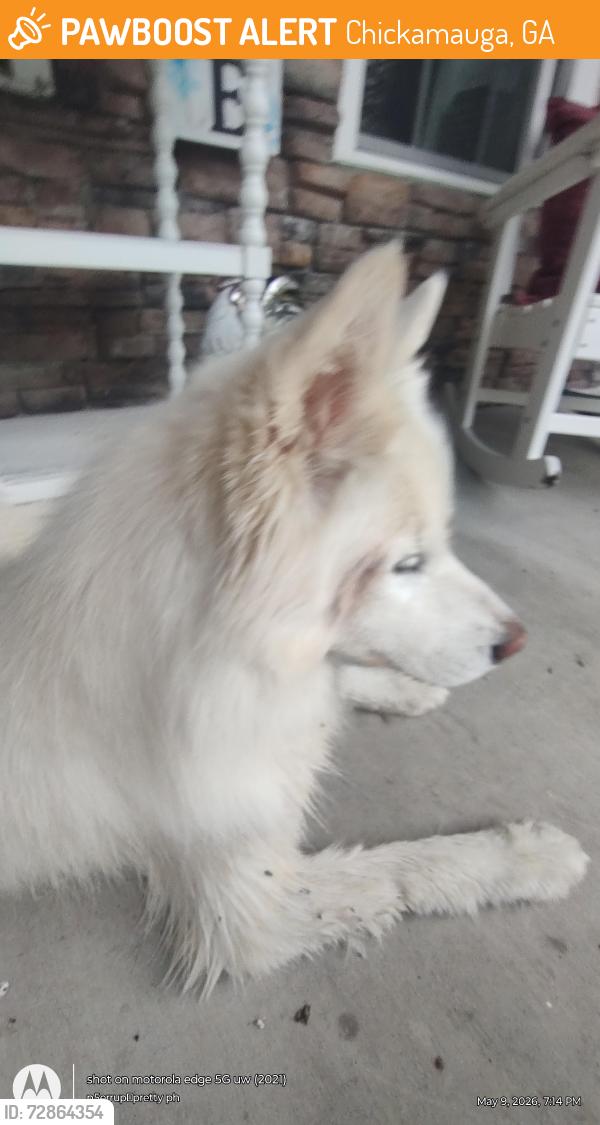 Found/Stray Unknown Dog last seen Brotherton rd. , Chickamauga, GA 30707