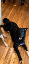 Lost Male Dog last seen 2nd Ave NE Conover, Conover, NC 28613