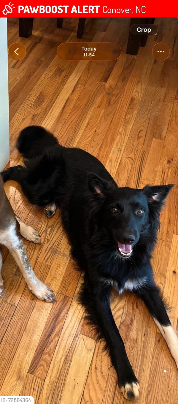 Lost Male Dog last seen 2nd Ave NE Conover, Conover, NC 28613
