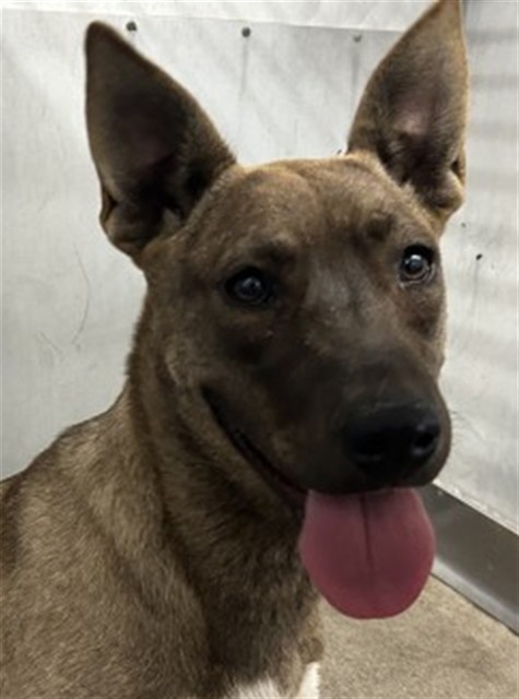 Shelter Stray Female Dog last seen MTN. VIEW X KING ST, San Bernardino, CA 92401