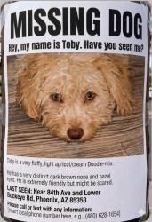 Lost Male Dog last seen 84th ave and lower buckeye , Glendale, AZ 85305