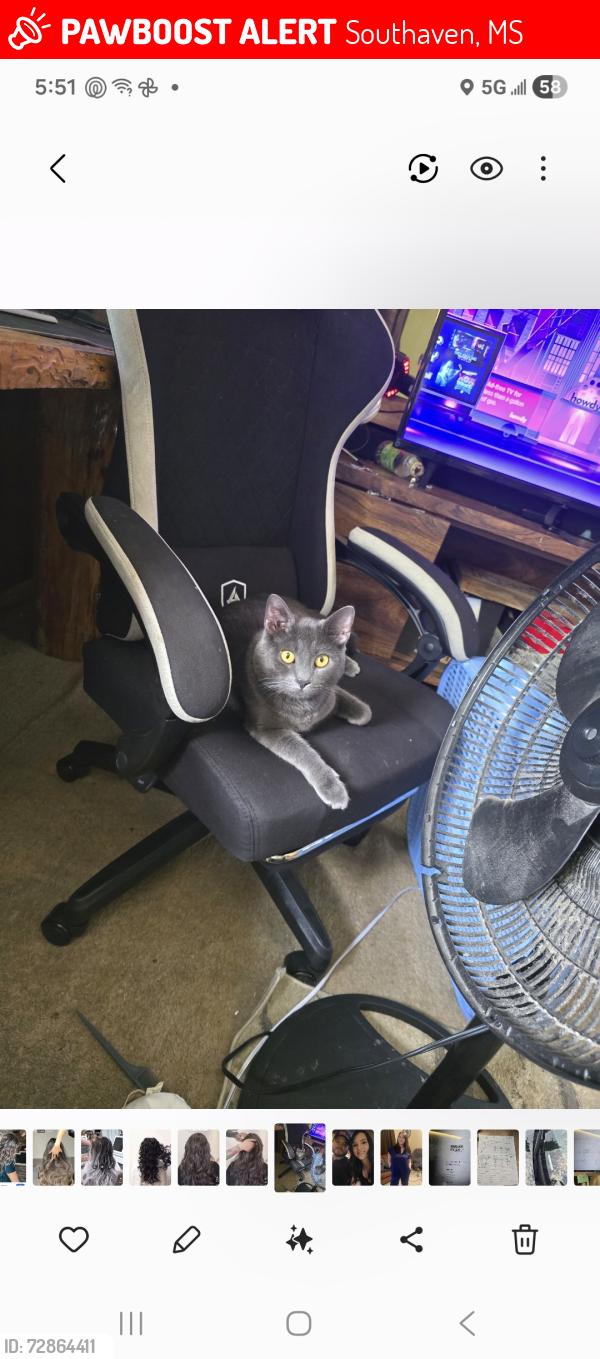 Lost Male Cat last seen W.E Ross parkway, northwest community college Ross pointe farms neighborhood , Southaven, MS 38671