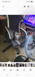 Lost Male Cat last seen W.E Ross parkway, northwest community college Ross pointe farms neighborhood , Southaven, MS 38671