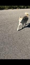 Found/Stray Male Dog last seen Advance Rd & Gatlin Rd, Grape Creek, TX 76901