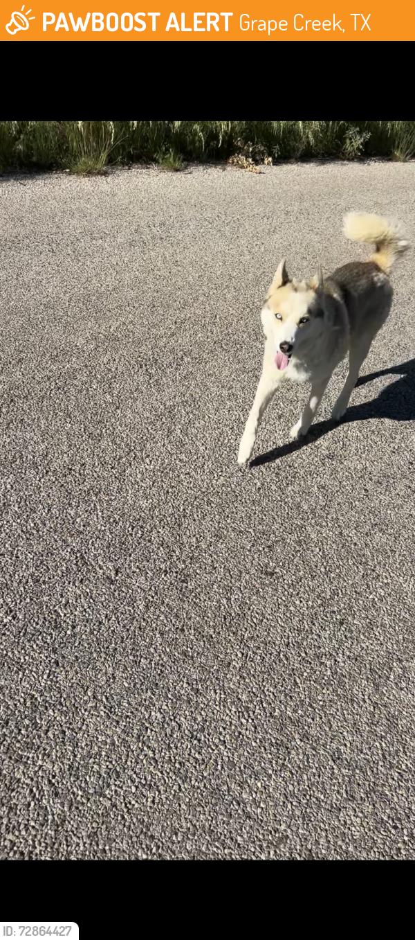 Found/Stray Male Dog last seen Advance Rd & Gatlin Rd, Grape Creek, TX 76901