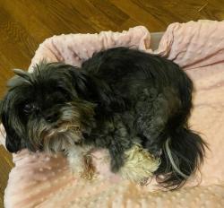 Lost Female Dog last seen Near W St Charles ave laveen az 85339, Phoenix, AZ 85339