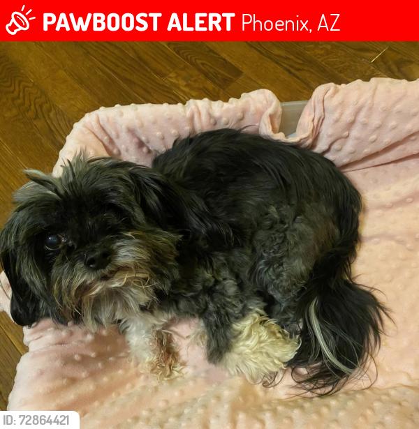 Lost Female Dog last seen Near W St Charles ave laveen az 85339, Phoenix, AZ 85339