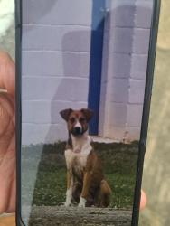 Found/Stray Unknown Dog last seen Powell mill rd and Spartanburg methodist college, Spartanburg, SC 29301