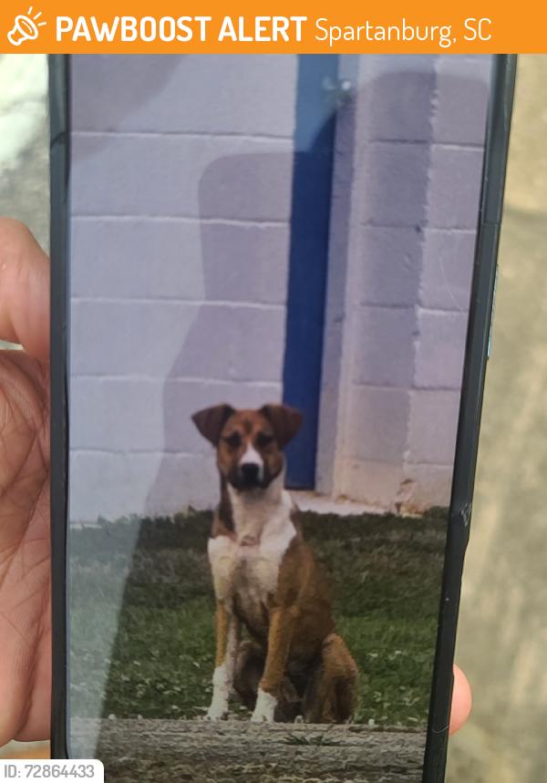 Found/Stray Unknown Dog last seen Powell mill rd and Spartanburg methodist college, Spartanburg, SC 29301