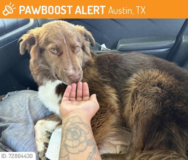 Found/Stray Male Dog last seen Fm 969 and 973 near Tesla , Austin, TX 78721