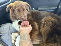 Found/Stray Male Dog last seen Fm 969 and 973 near Tesla , Austin, TX 78721