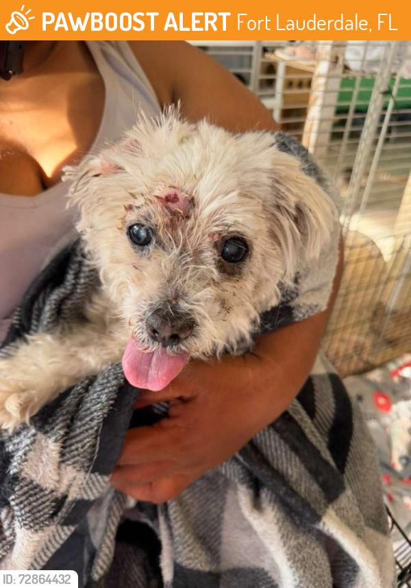 Found/Stray Male Dog last seen  800 NW 13th St Fort Lauderdale, FL  33311 Estados Unidos , Fort Lauderdale, FL 33311