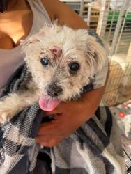 Found/Stray Male Dog last seen  800 NW 13th St Fort Lauderdale, FL  33311 Estados Unidos , Fort Lauderdale, FL 33311