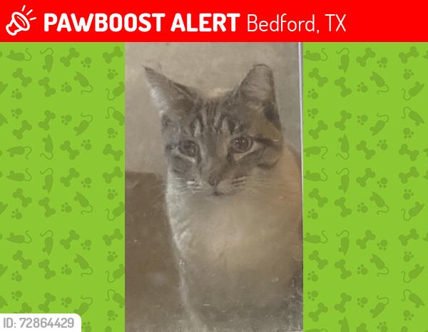 Lost Male Cat last seen Central drive, Bedford, TX 76022