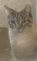 Lost Male Cat last seen Central drive, Bedford, TX 76022