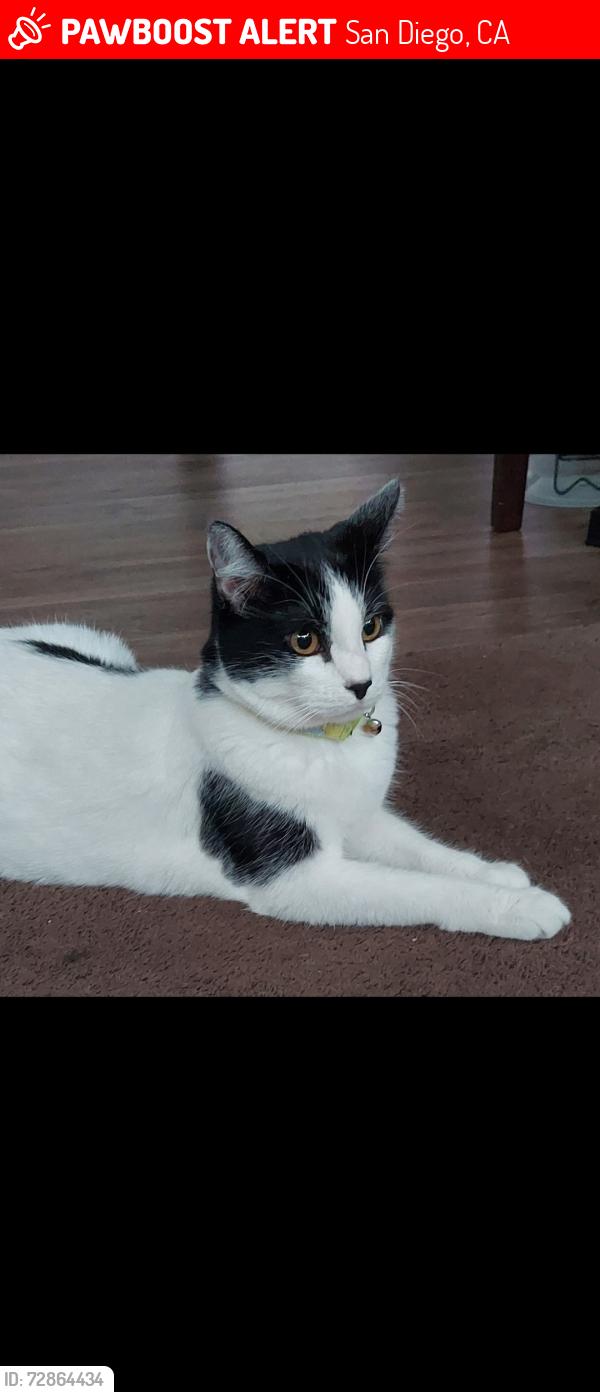 Lost Female Cat last seen Tait st y kelly , San Diego, CA 92111