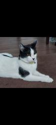 Lost Female Cat last seen Tait st y kelly , San Diego, CA 92111