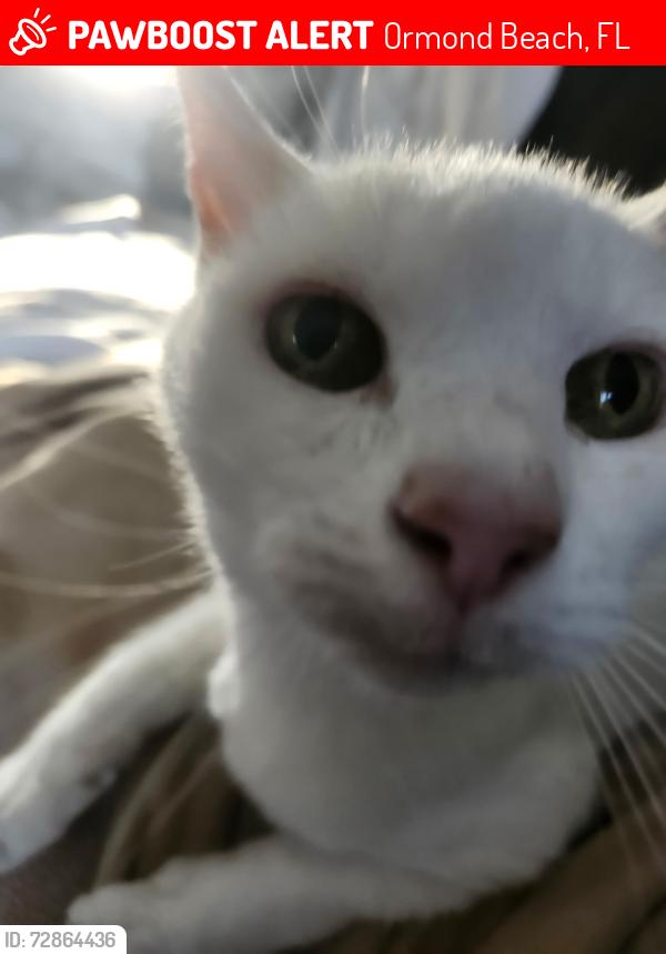 Lost Female Cat last seen Across from Dunkin’ Donuts, Ormond Beach, FL 32176