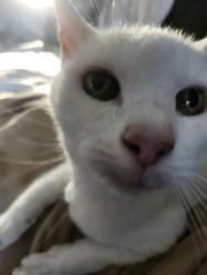 Lost Female Cat last seen Across from Dunkin’ Donuts, Ormond Beach, FL 32176