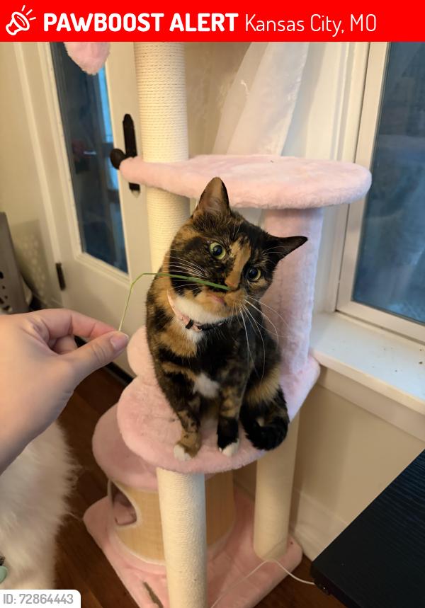 Lost Female Cat last seen Near Warwick blvd, Kansas City, MO 64111