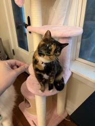Lost Female Cat last seen Near Warwick blvd, Kansas City, MO 64111
