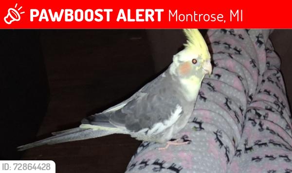 Lost Female Bird last seen By M-13 Between East and Lincoln rd , Montrose, MI 48457