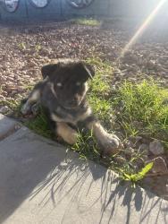 Lost Male Dog last seen Nellis Blvd @ Stewart Ave , Las Vegas, NV 89110