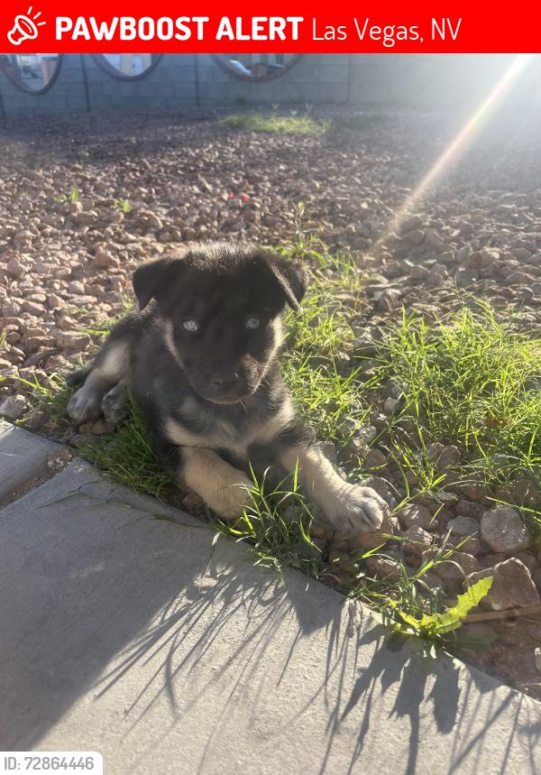 Lost Male Dog last seen Nellis Blvd @ Stewart Ave , Las Vegas, NV 89110