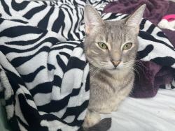 Reunited Male Cat last seen mount jackson , Fountain Valley, CA 92708