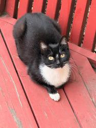 Found/Stray Female Cat last seen Depot rt, Hayward, CA 94545