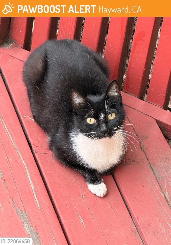 Found/Stray Female Cat last seen Depot rt, Hayward, CA 94545