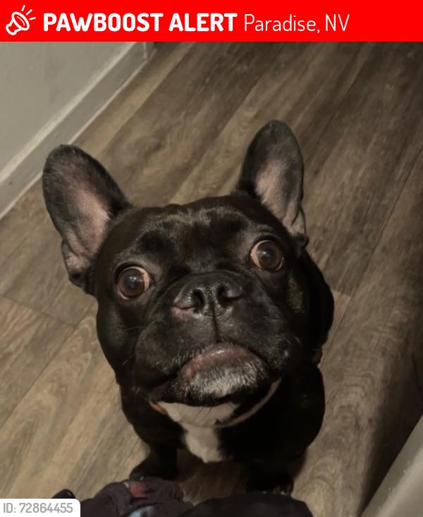 Lost Female Dog last seen E Twain & University Center, Paradise, NV 89169