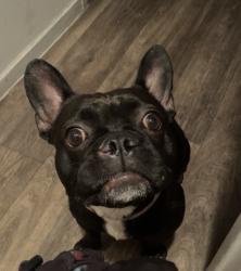 Lost Female Dog last seen E Twain & University Center, Paradise, NV 89169