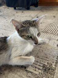 Found/Stray Female Cat last seen Norris Avenue, Los Angeles, CA 91352