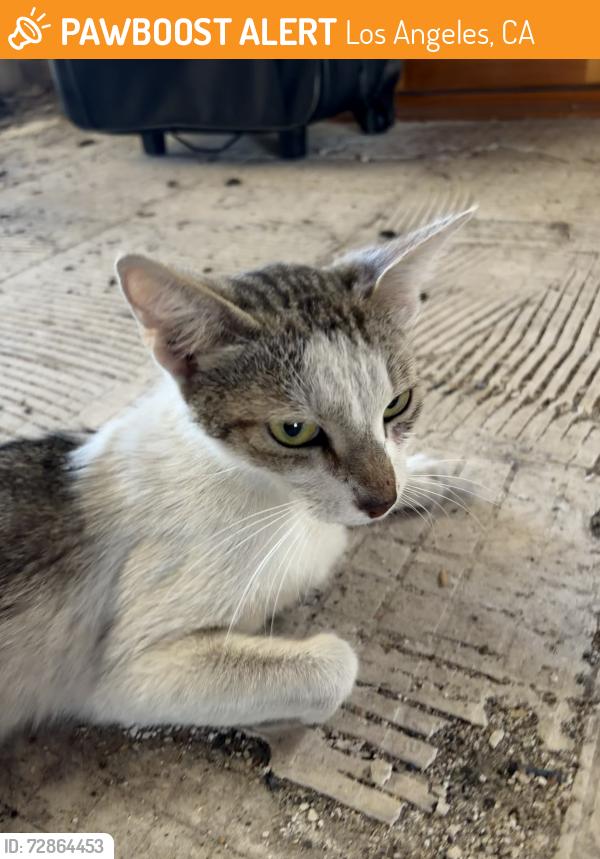 Found/Stray Female Cat last seen Norris Avenue, Los Angeles, CA 91352