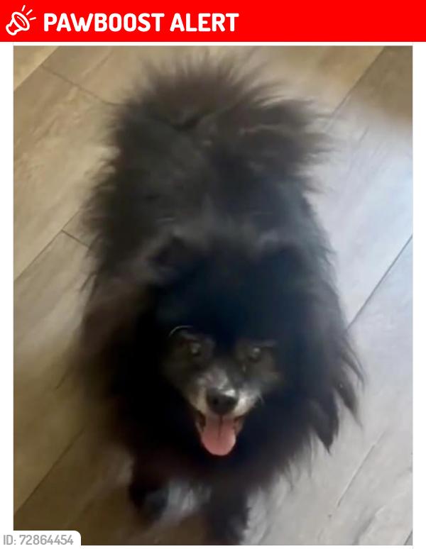 Lost Male Dog last seen Sunland, Lower Valley , Bear Valley Springs, CA 93561